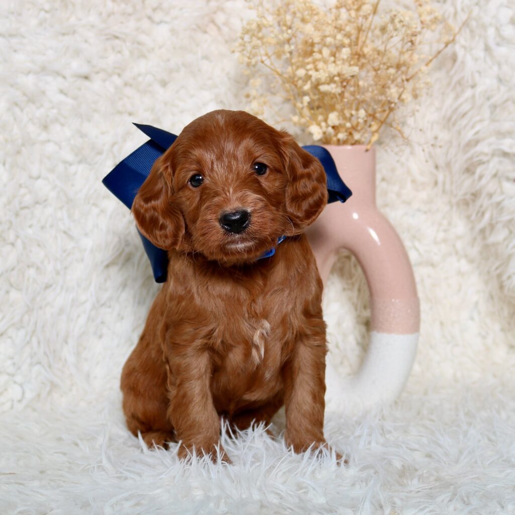 Goldendoodle